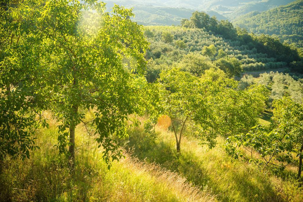 Podere Poggio Mendico Arezzo Ngoại thất bức ảnh