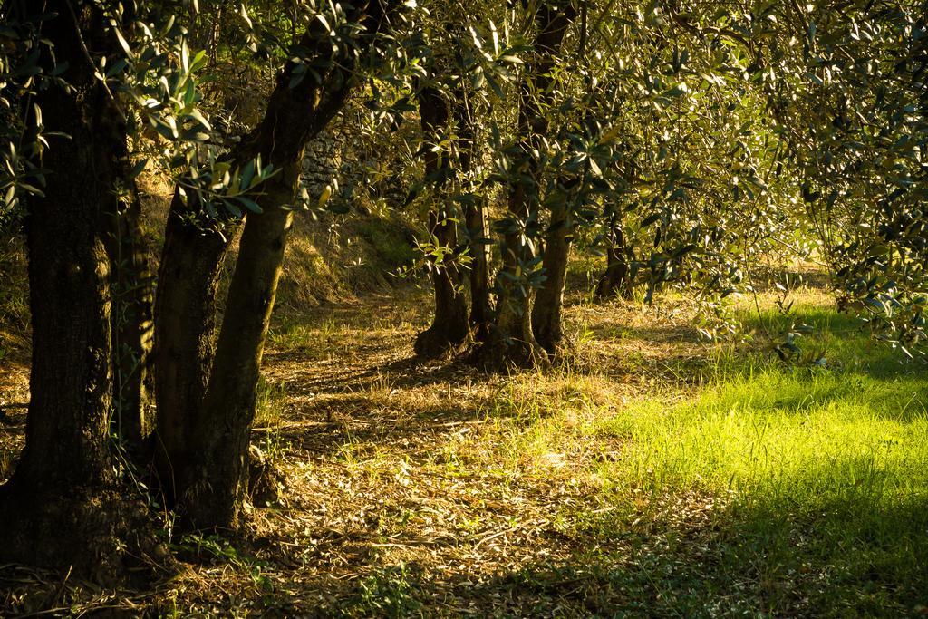Podere Poggio Mendico Arezzo Ngoại thất bức ảnh